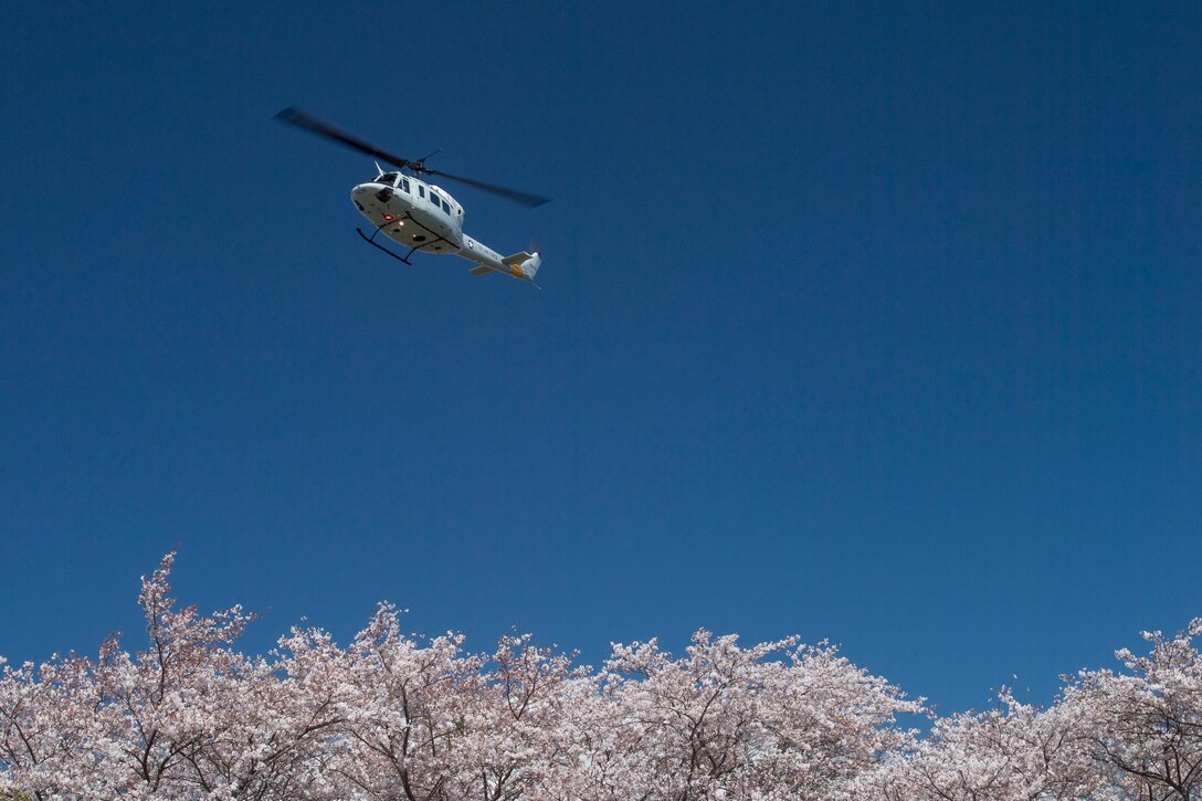 Yokota in full bloom