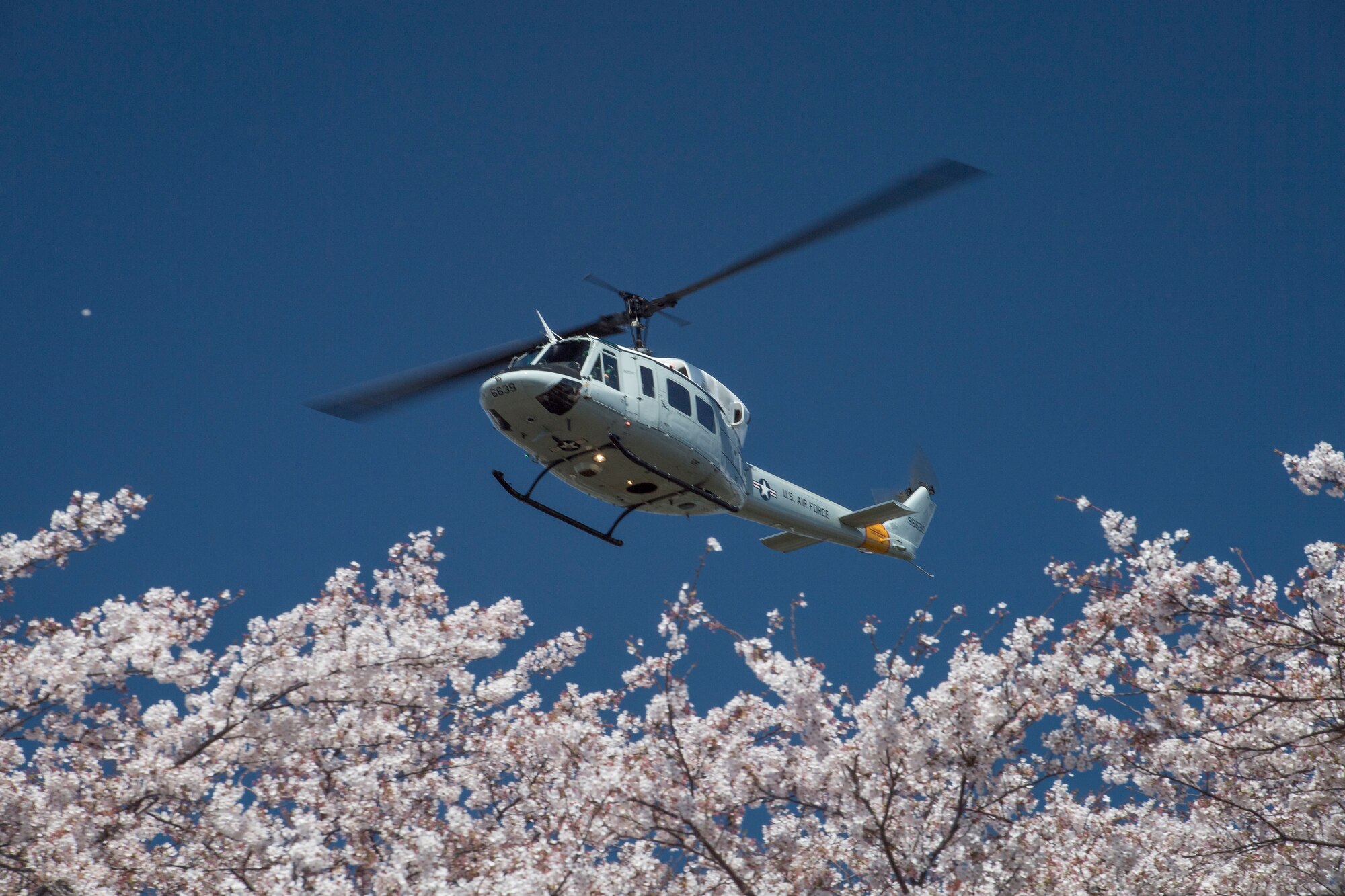 Yokota in full bloom