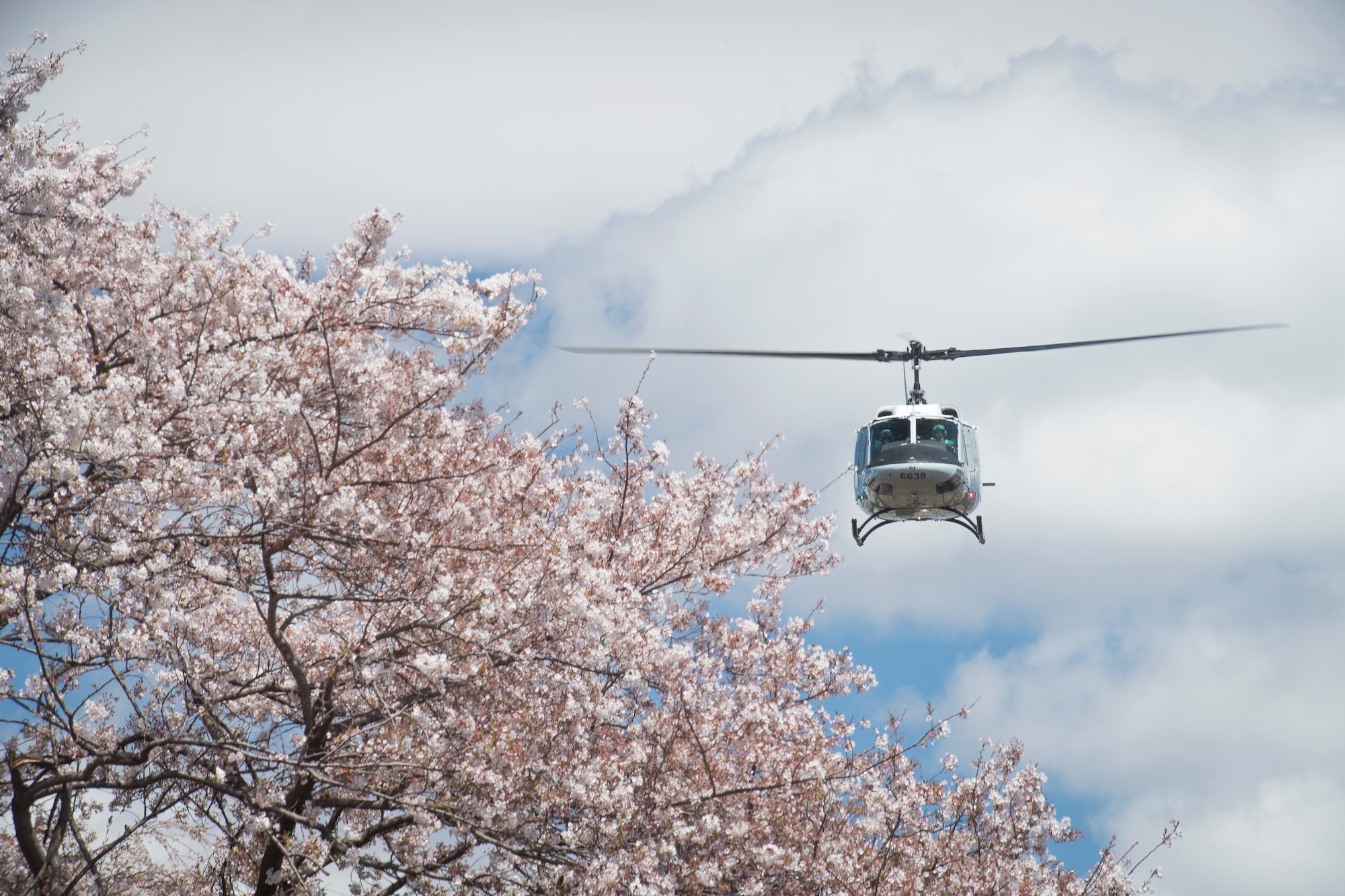 Yokota in full bloom