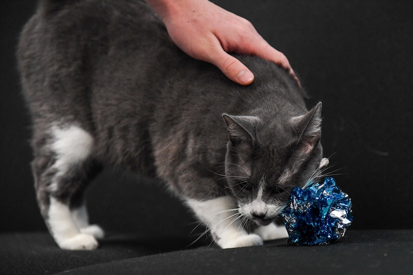 A cat brushes against her toy.