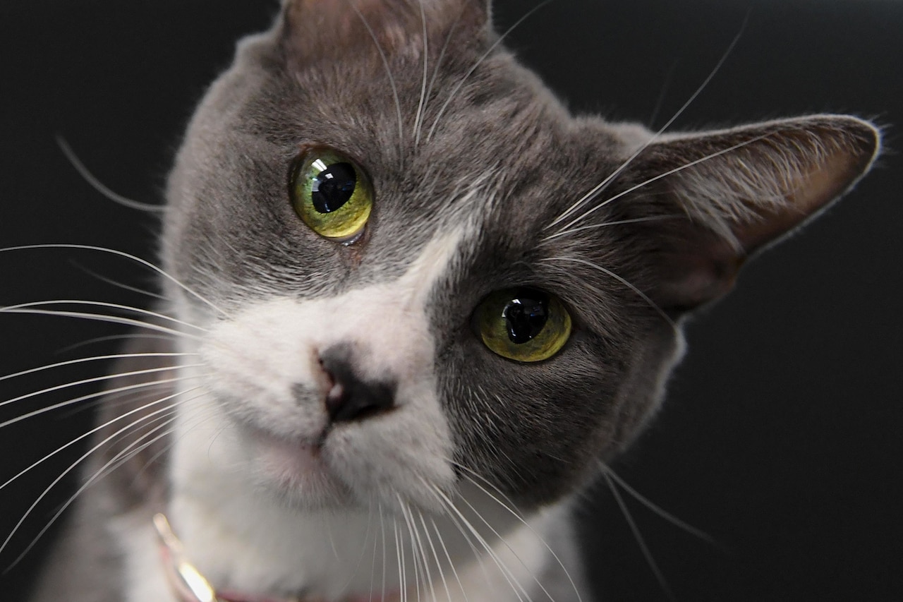 Close-up of a cat's face.