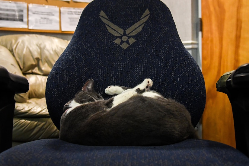 A cat sleeps in a chair.
