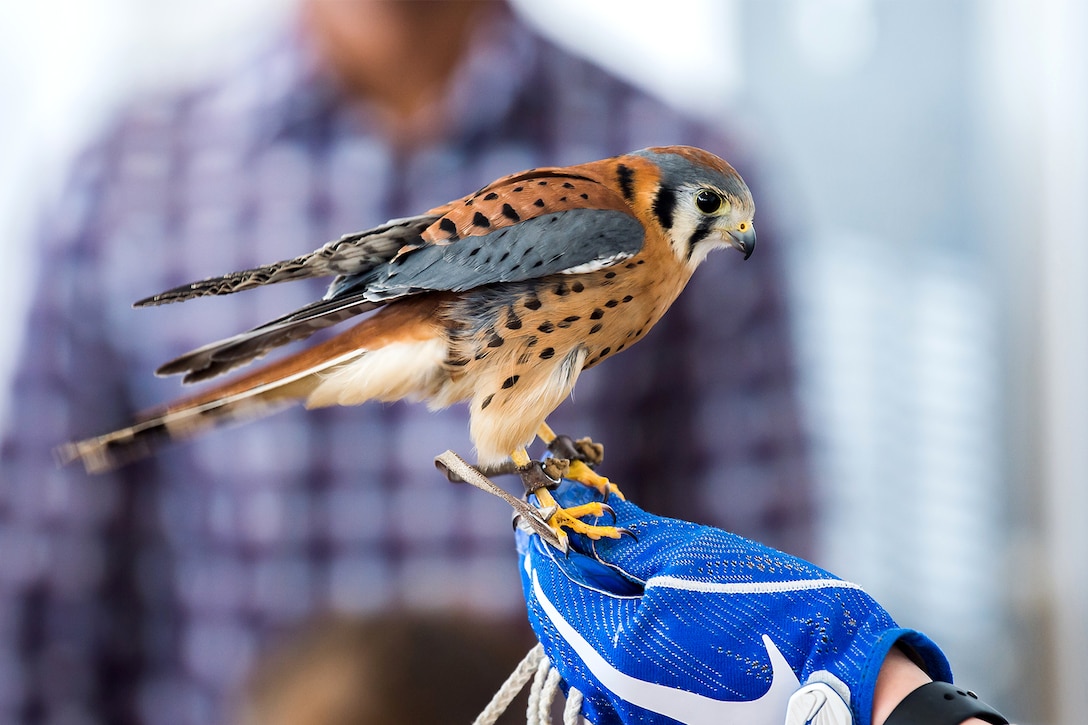 An Air Force cadet holds a falcon.