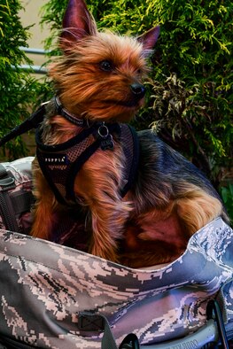 The pet of an Airman assigned to the 911th Airlift Wing poses for a photo after the National Pet Day walk at the Pittsburgh International Airport Air Reserve Station, Pennsylvania, April 11, 2019.