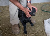 U.S. Army veterinarians visit remote Djibouti village to promote herd health