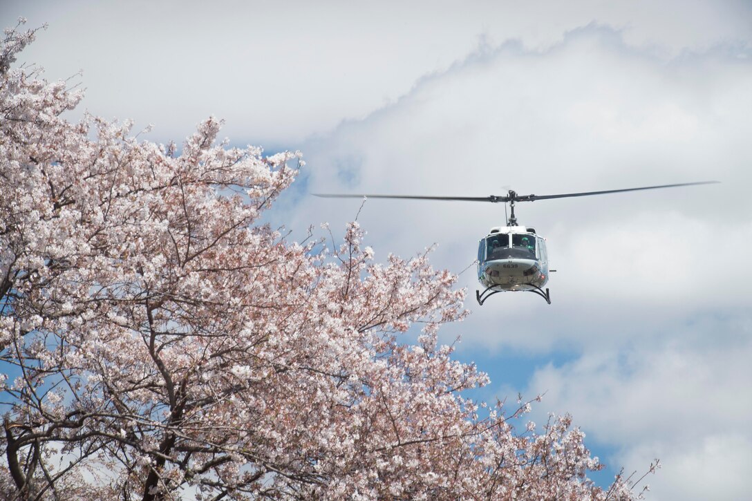 A helicopter flies above some cherry blossom trees.