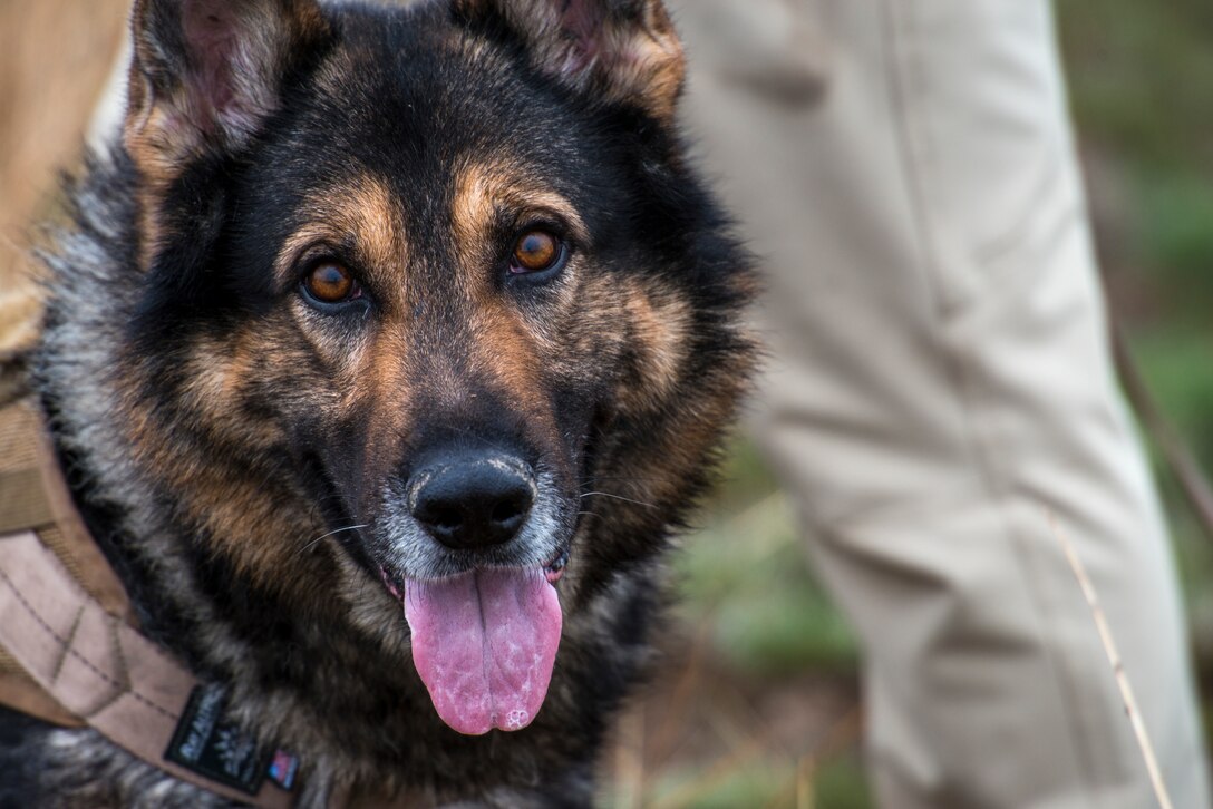 Ronnie, 366th Security Forces Squadron military working dog, searches for pilots in a Survival, Evasion, Resistance and Escape exercise during Gunfighter Flag, April 2, 2019 at Saylor Creek Range Complex, Idaho. The exercise Gunfighter Flag is held once a quarter to hone skills of 366th Fighter Wing Airmen. (U.S. Air Force photo by Airman 1st Class JaNae Capuno)
