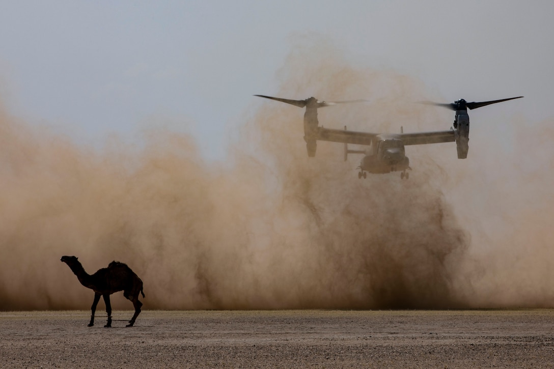 A helicopter prepares to land with a camel walking in the foreground.