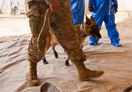 Military Working Dogs Conduct Decontamination Training in Kuwait