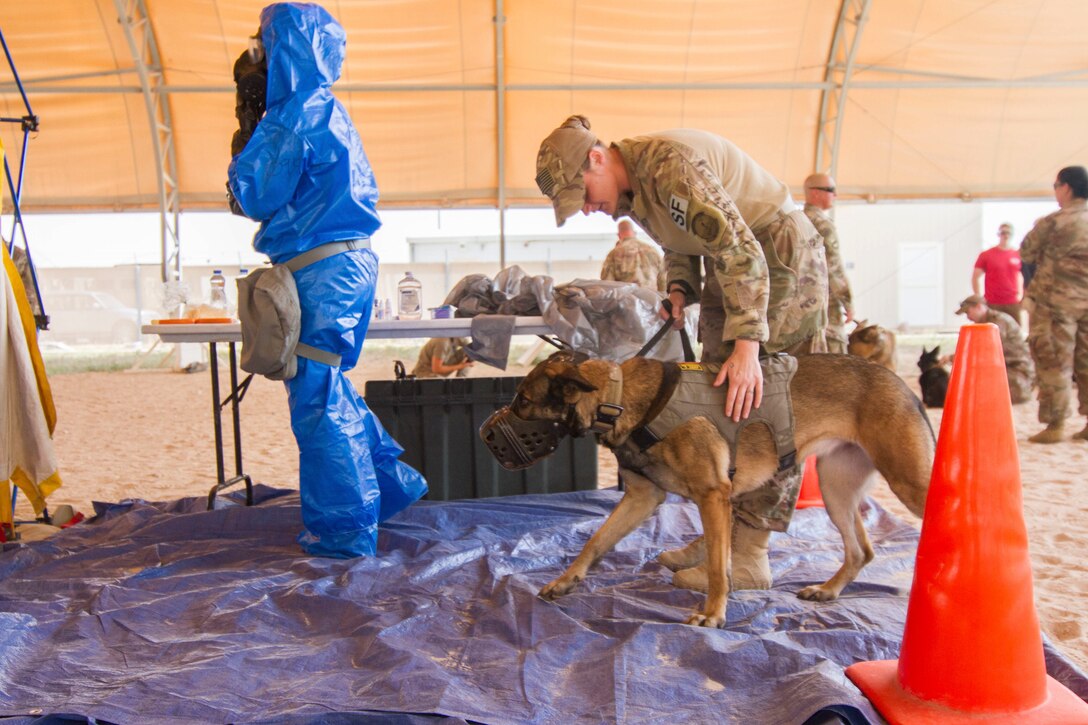 Air Force Staff Sgt. Porschia Easom, military working dog handler, 386th Expeditionary Security Forces Squadron, leads her military working dog, Beki, a Belgian Malinois that does bite work and finds explosives, to the decontamination area to conduct chemical, biological, radiological , or nuclear (CBRN) decontamination training in Kuwait April 11, 2019. Members of the 637th Chemical Company, the 719th Medical Detachment Veterinary Service Support, and the 386th Expeditionary Security Forces Squadron came together to conduct a live exercise to train to save the lives of military working dogs and their handlers in the event they were exposed to a CBRN substance. Live training events help prepare service members for real world events which may require them to recall the skills they learned in training to stay in the fight and survive.