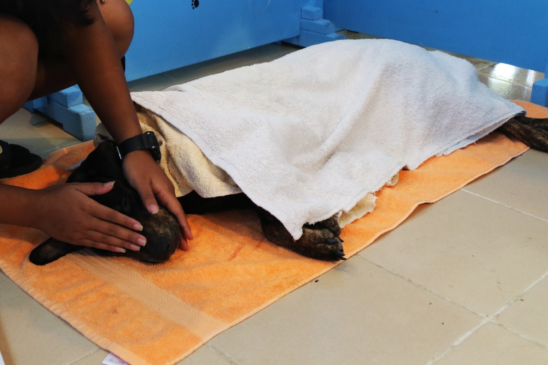 Exercise Palau offers veterinary outreach to Koror