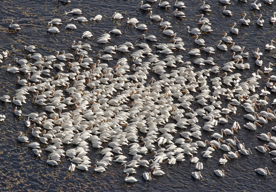 American White Pelicans forage on Lake Okeechobee