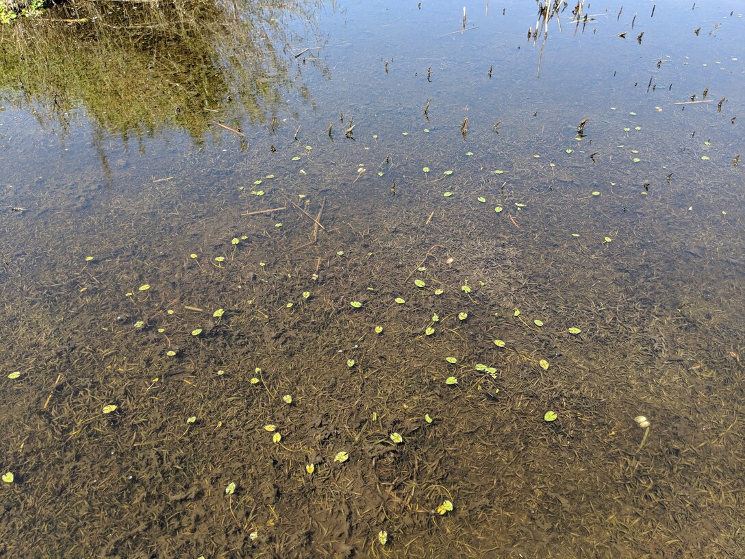 Submerged Aquatic Vegetation such as eelgrass regenerates in Lake Okeechobee