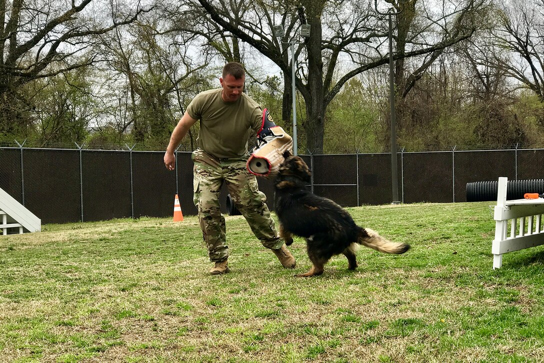 A soldier wearing a specialized padded sleeve gets bit by a military working dog.