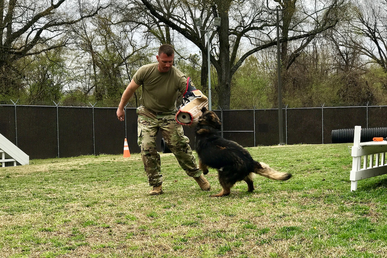 A soldier wearing a specialized padded sleeve gets bit by a military working dog.