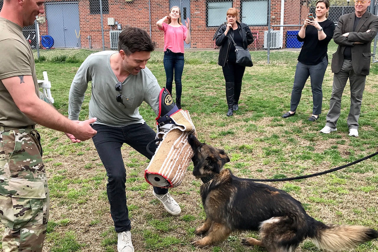 A man wearing a special padded sleeve gets bit by a military working dog during a demonstration.