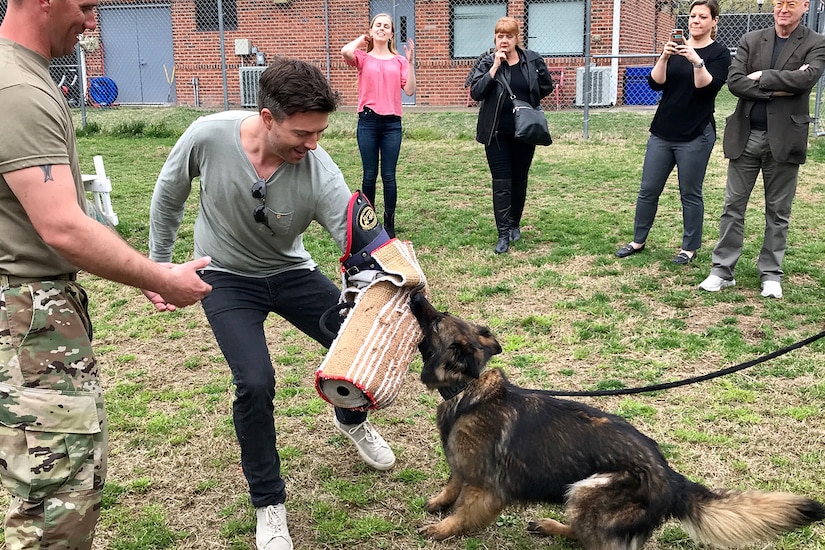 A man wearing a special padded sleeve gets bit by a military working dog during a demonstration.