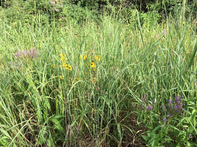 An acre of natural plant and animal habitat, created by Middle East District project manager David Worthington and his wife Julie Staggers ten years ago. Now thriving with countless species and varieties, they maintain the area for the wild.
