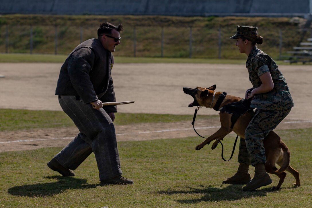 Two Marines perform a demonstration with a dog.