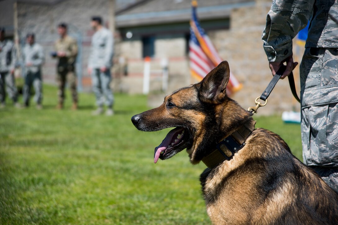 A military working dog sits down.