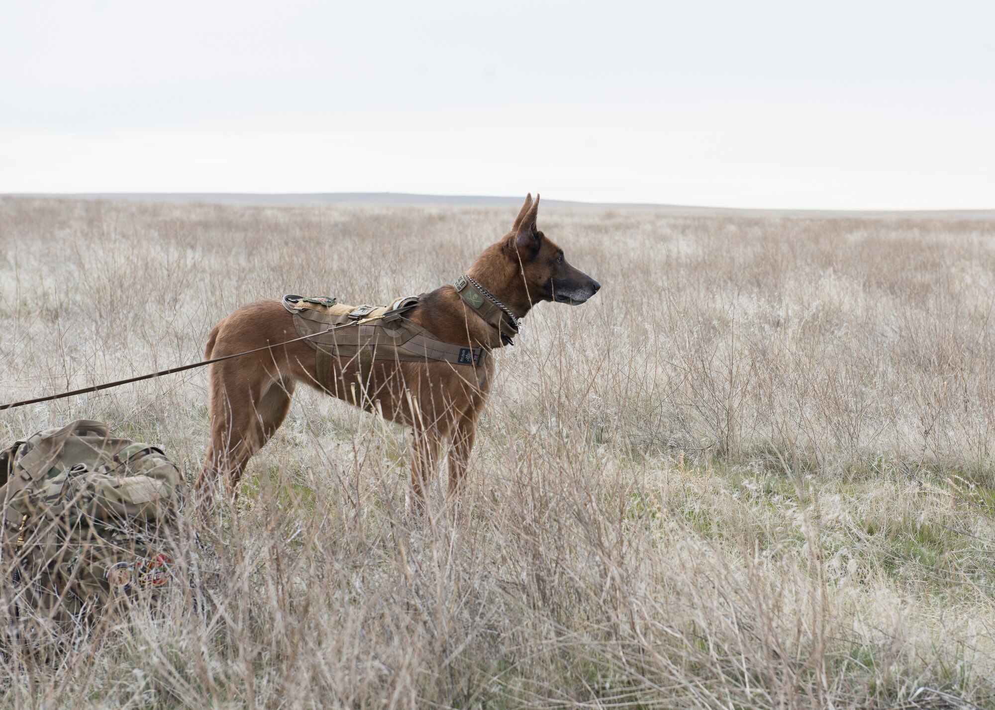A K9 unit stares into the distance during a Combat Search and Rescue Training for Gunfighter Flag, March 1, 2019 at sailor creek range. Air crew from Mountain Home Air Force base underwent refresher training on evading capture and acquiring recovery from Combat Search and Rescue Personnel during Gunfighter Flag. (U.S. Air Force photo by Senior Airman Tyrell Hall)