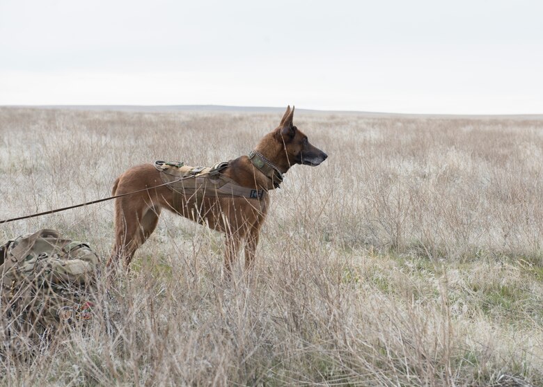 A K9 unit stares into the distance during a Combat Search and Rescue Training for Gunfighter Flag, March 1, 2019 at sailor creek range. Air crew from Mountain Home Air Force base underwent refresher training on evading capture and acquiring recovery from Combat Search and Rescue Personnel during Gunfighter Flag. (U.S. Air Force photo by Senior Airman Tyrell Hall)