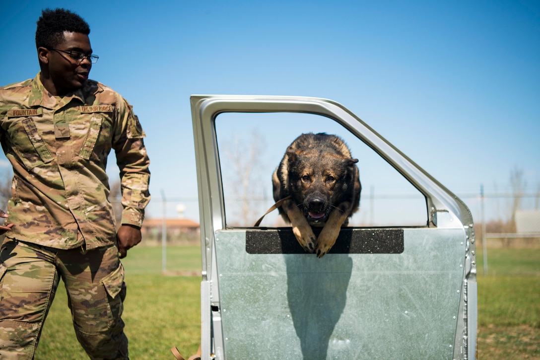 A dog jumps through a car door window  while an airman walks alongside.