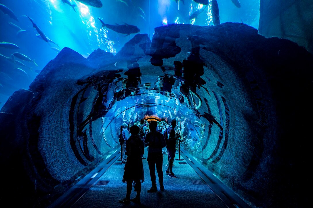 A group of people walk underneath a glass aquarium.
