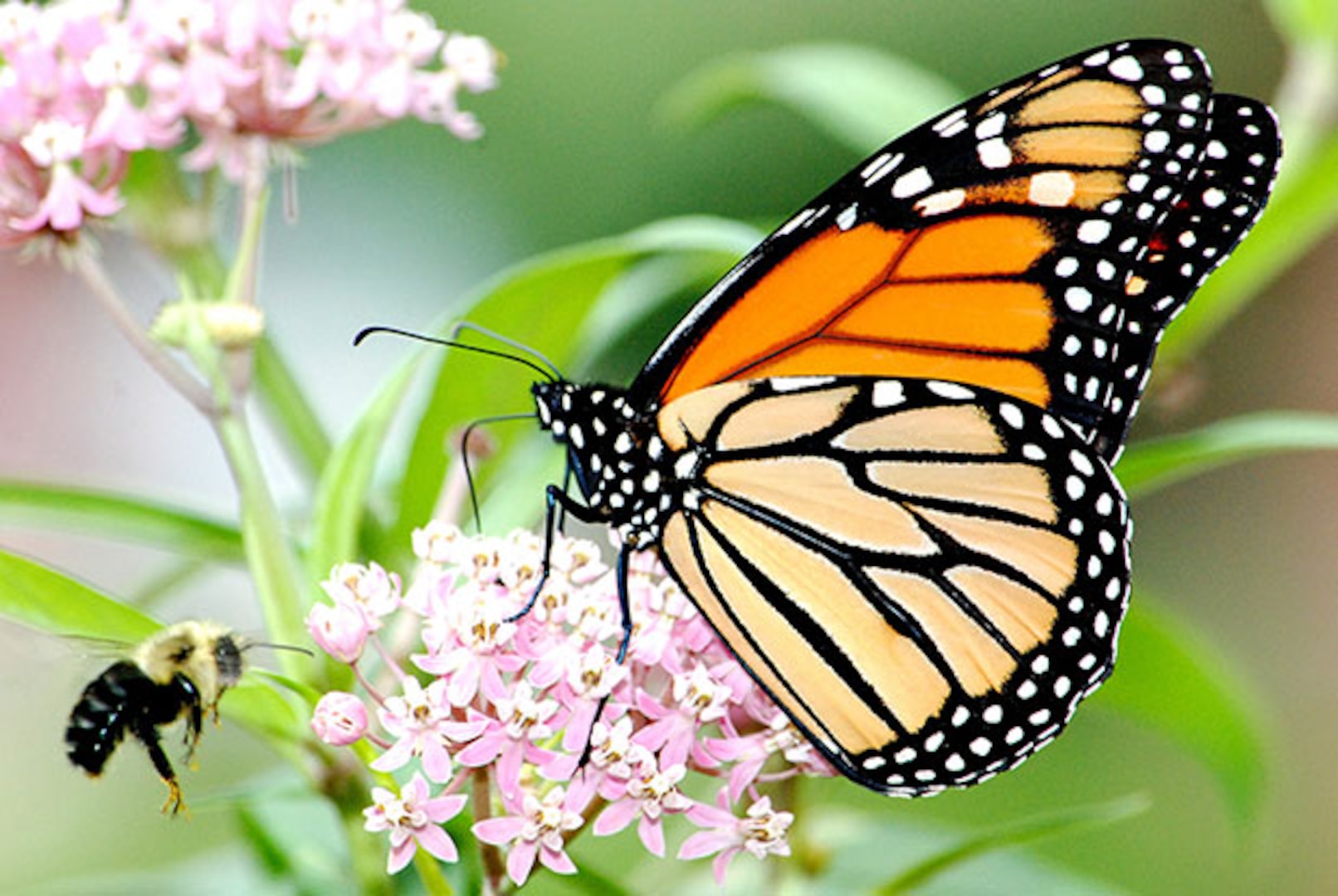 Monarch butterfly and bee on a swamp milkweed flower