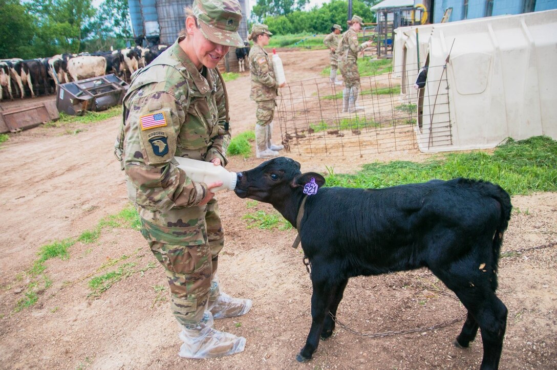 A soldier feeds a calf with a bottle.