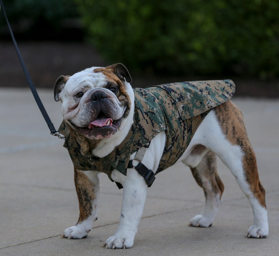 Private First Class Chesty XV, official Marine Corps mascot, Marine Barracks Washington, D.C., stands at attention during a promotion ceremony at Marine Barracks Washington, D.C., Aug. 1, 2019. Chesty was promoted to the rank of Lance Corporal by the commanding officer and command sergeant major of Marine Barracks Washington, D.C. (U.S. Marine Corps photo by Cpl. James Bourgeois)