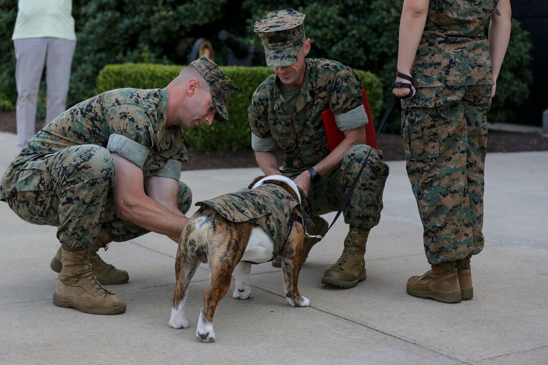 Lance Cpl. Chesty XV, official Marine Corps mascot, Marine Barracks Washington, D.C., gets pinned by Marine Barracks Washington Commanding Officer Col. Donald J. Tomich and Marine Barracks Washington Sergeant Major Adrian L. Tagliere during a promotion ceremony at Marine Barracks Washington, D.C., Aug. 1, 2019. Chesty was promoted to the rank of Lance Corporal by the commanding officer and command sergeant major of Marine Barracks Washington, D.C. (U.S. Marine Corps photo by Cpl. James Bourgeois)