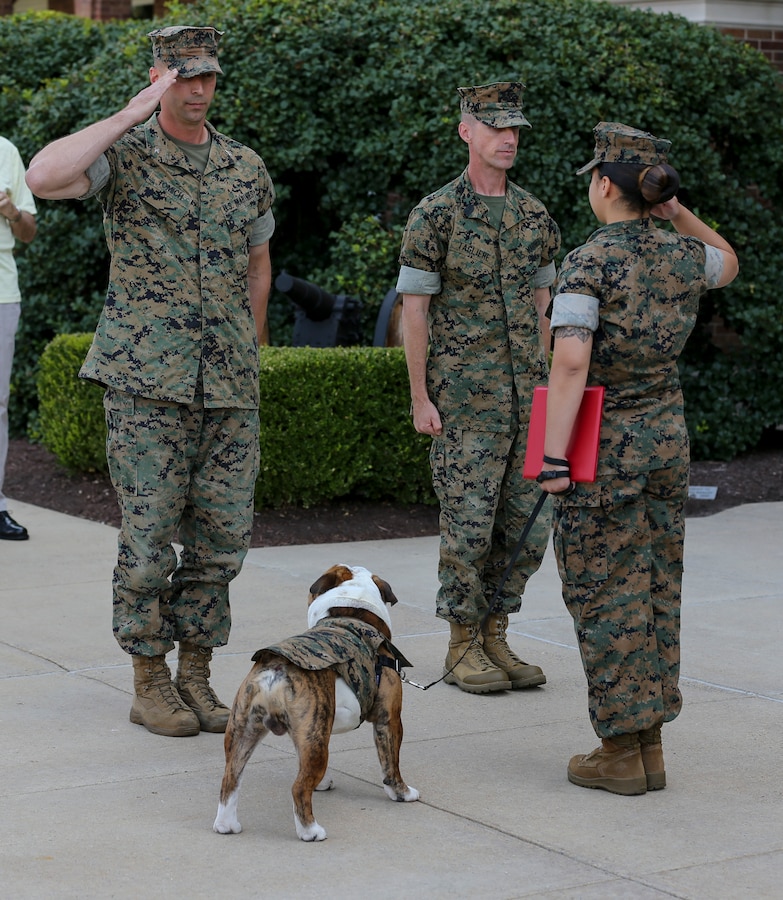 Colonel Donald J. Tomich, commanding officer, Marine Barracks Washington, D.C., and Sgt. Dhilexa G. Dejesus, official mascot handler, Marine Barracks Washington, D.C., render a salute during a promotion ceremony for Lance Cpl. Chesty XV, official Marine Corps mascot, at Marine Barracks Washington, D.C., Aug. 1, 2019. Chesty was promoted to the rank of Lance Corporal by the commanding officer and command sergeant major of Marine Barracks Washington, D.C.  (U.S. Marine Corps photo by Cpl. James Bourgeois)