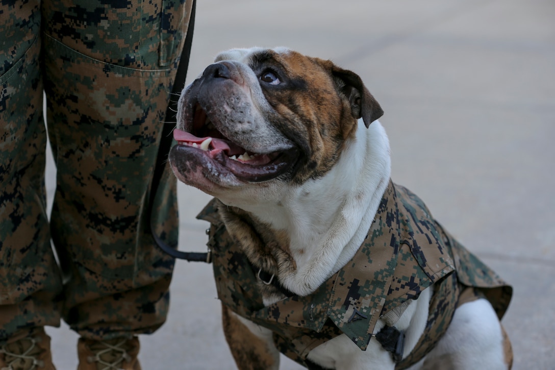 Lance Cpl. Chesty XV, official Marine Corps mascot, Marine Barracks Washington, D.C., smiles for a photo during a promotion ceremony at Marine Barracks Washington, D.C., Aug. 1, 2019. Chesty was promoted to the rank of Lance Corporal by the commanding officer and command sergeant major of Marine Barracks Washington, D.C. (U.S. Marine Corps photo by Sgt. Robert Knapp)
