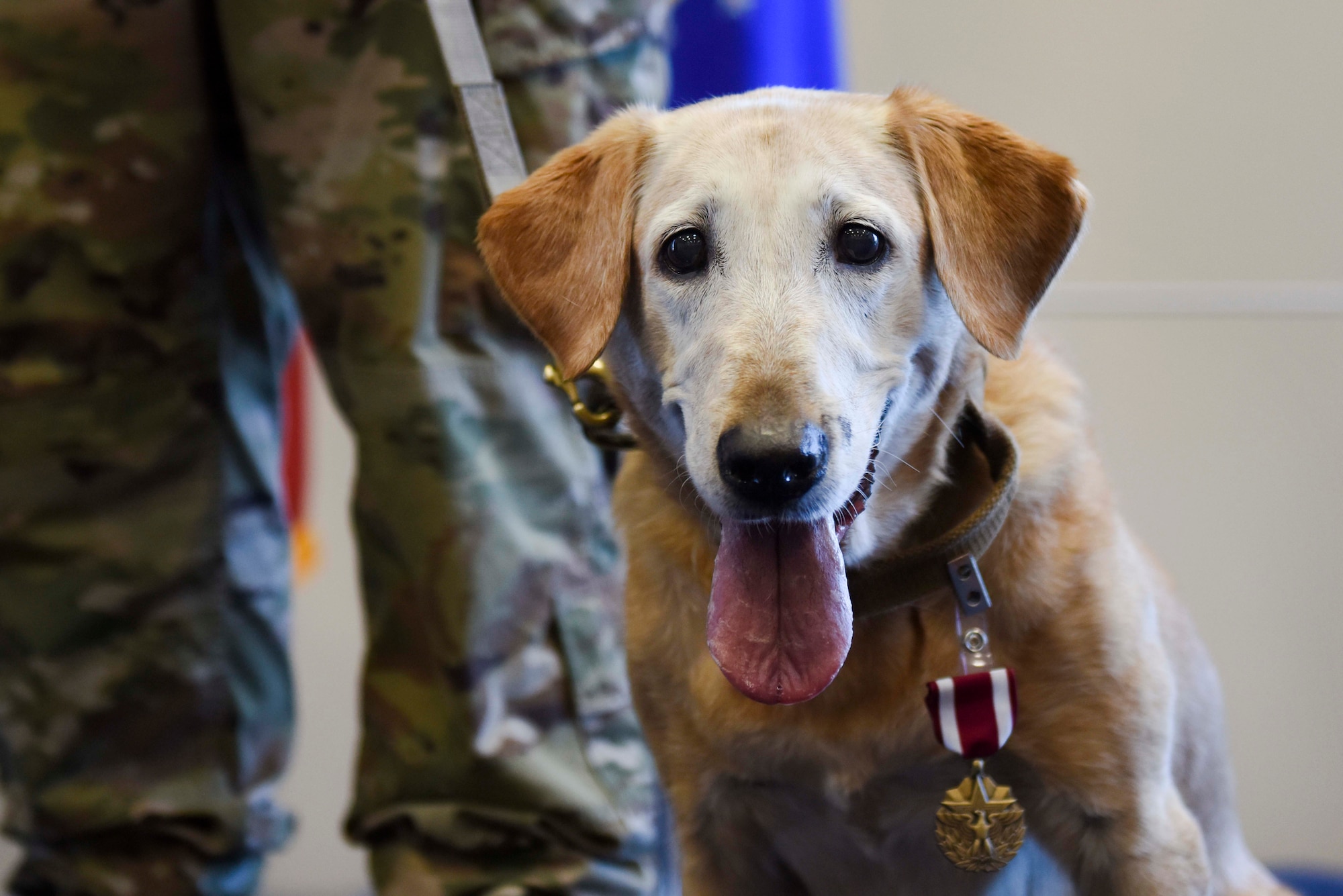 Autumn, a 39th Security Forces Squadron military working dog, pants as she receives the Meritorious Service Medal during her retirement ceremony at Incirlik Air Base, Turkey, July 29, 2019. Autumn served three years in the Marine Corps and seven years in the Air Force as an MWD. (U.S. Air Force photo by Staff Sgt. Joshua Magbanua)