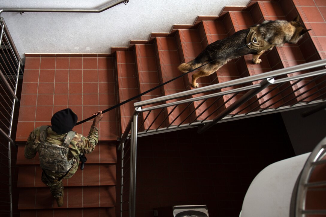 U.S. Air Force Senior Airman Victor Henderson, 52nd Security Forces Squadron military working dog handler, and Bora, an MWD, conduct detection training at Spangdahlem Air Base, Germany, Aug. 1, 2019. An MWD's sense of smell is five to 10 times greater than a human's, and can detect traces of weapons, narcotics, and explosives. (U.S. Air Force photo by Airman 1st Class Valerie Seelye)