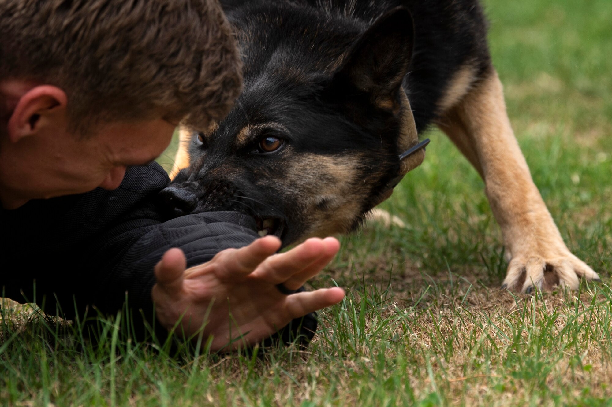 U.S. Air Force Staff Sgt. Jordan Leiter, 52nd Security Forces Squadron military working dog trainer, and Tina, an MWD, conduct training at Spangdahlem Air Base, Germany, Aug. 1, 2019. MWDs are trained to react to body language and understand their handler's commands. (U.S. Air Force photo by Airman 1st Class Valerie Seelye)