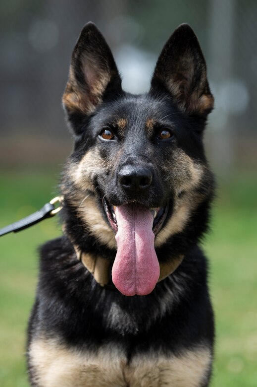 Tina, 52nd Security Forces Squadron military working dog, rests after training at Spangdahlem Air Base, Germany, Aug. 1, 2019. MWDs deploy and go on assignments like regular military personnel. (U.S. Air Force photo by Airman 1st Class Valerie Seelye)
