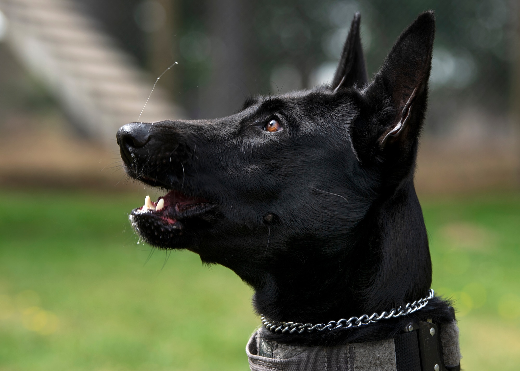 Ccatalina, 52nd Security Forces Squadron military working dog, rests after training at Spangdahlem Air Base, Germany, Aug. 1, 2019. Each MWD that trains at the "Puppy Program" at Lackland Air Force Base has a double first letter in their name. The program allows qualified volunteers to foster puppies, providing them with learning and play opportunities. (U.S. Air Force photo by Airman 1st Class Valerie Seelye)