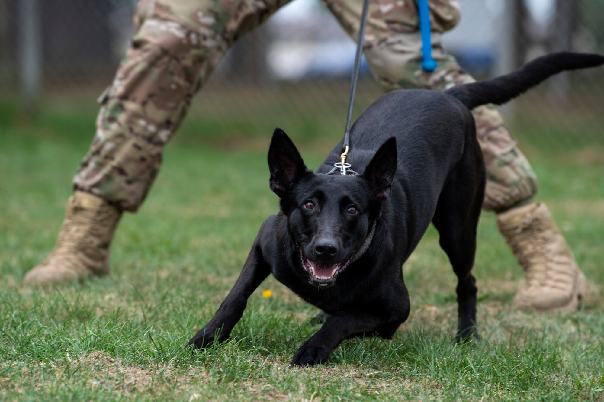 U.S. Air Force Senior Airman Erik Barrera, 52nd Security Forces Squadron military working dog handler, and Ccatilina, an MWD, conduct training at Spangdahlem Air Base, Germany, Aug. 1, 2019. MWDs regularly train to exercise obedience and controlled aggression. (U.S. Air Force photo by Airman 1st Class Valerie Seelye)