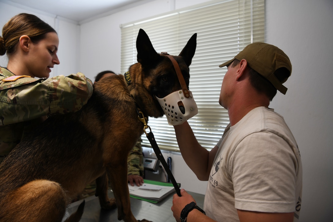 U.S. Army Capt. Casey Barwell, Ellsworth Air Force Base Veterinary Section officer in charge, provides a wellness checkup to Anita, a 28th Security Forces Squadron explosive detector dog,  at the Veterinarian Treatment Facility at Ellsworth AFB, S.D., July 30, 2019. The clinic is currently under renovations, however, Barwell and her team are still seeing patients for wellness appointments only. (U.S. Air Force photo by Airman Quentin K. Marx)