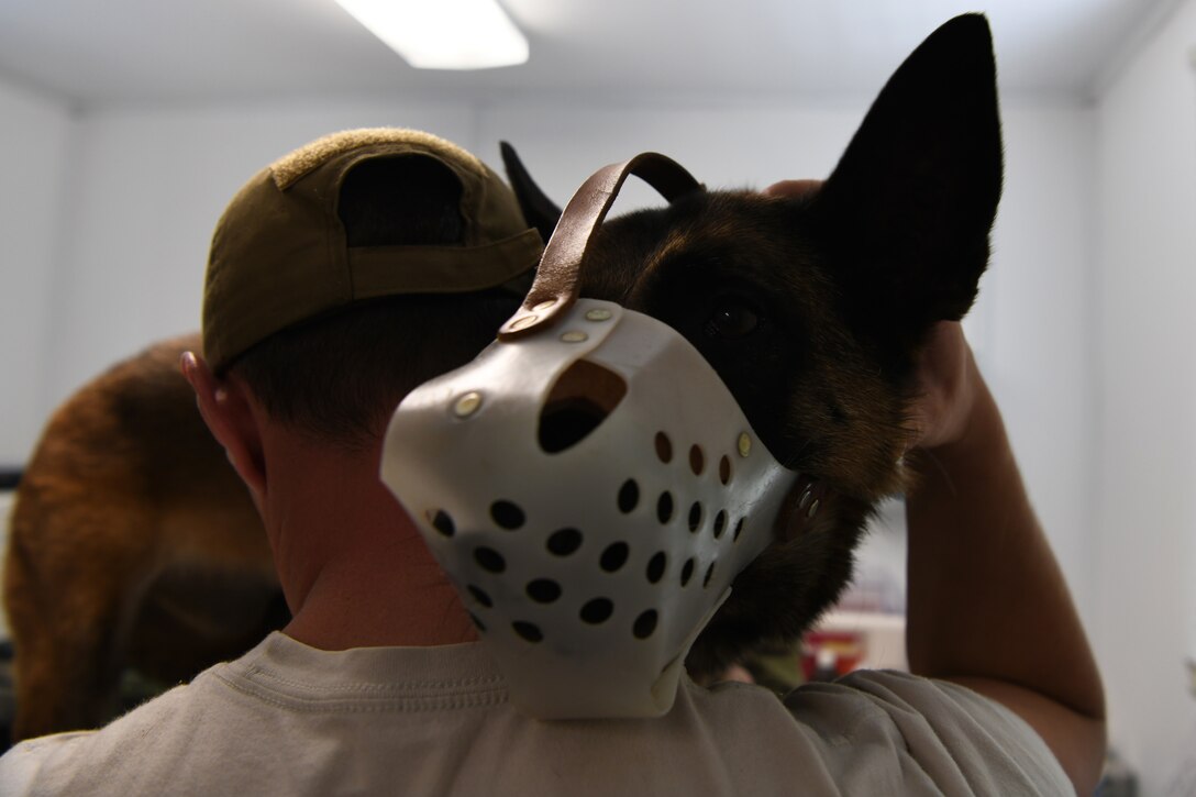 Senior Airman Jonas Benoit, a 28th Security Forces Squadron MWD handler, comforts Anita, a 28th SFS explosive detector dog, during a wellness appointment at the Ellsworth Air Force Base Veterinarian Treatment Facility at Ellsworth AFB, S.D., July 30, 2019. The clinic sees privately owned animals ranging from cats and dogs to guinea pigs and hamsters, and service members and retirees with full benefits can utilize the veterinary clinic. (U.S. Air Force photo by Airman Quentin K. Marx)