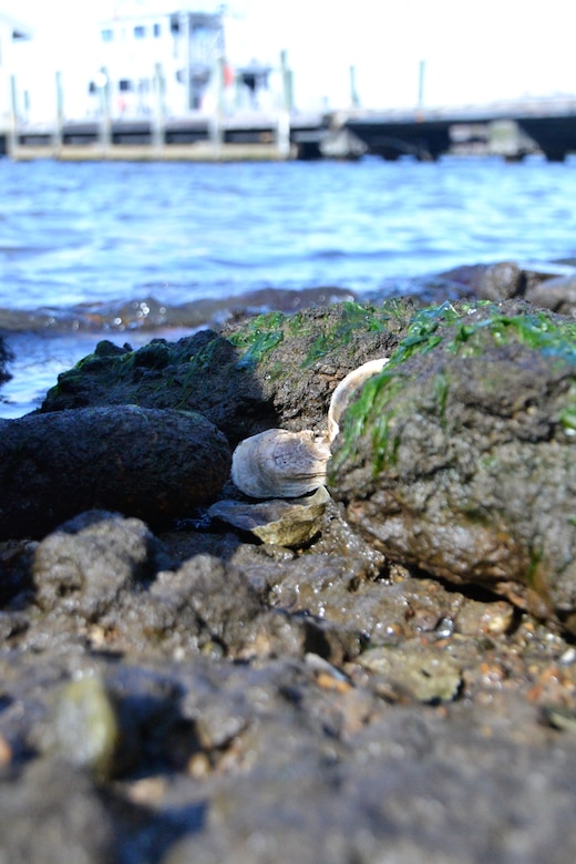 an oyster shell is propped up against rocks next to water