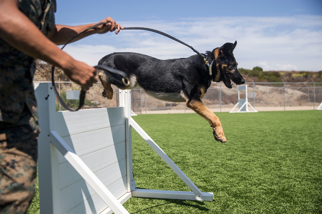 A dog jumps over a barrier.