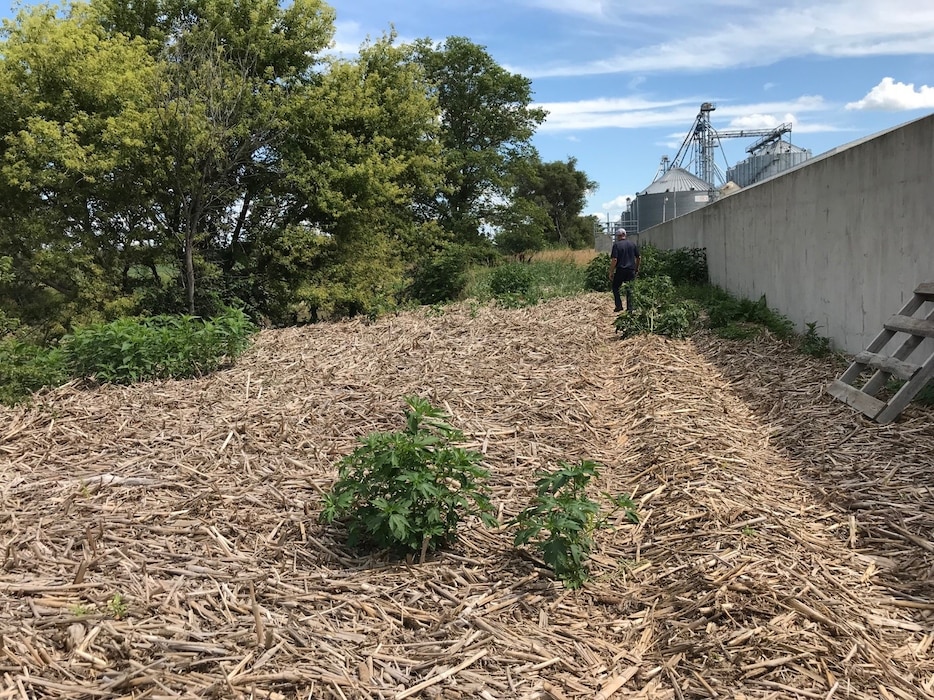 Debris from the March high water documented during the July 29, 2019 site visit along the Pender levee system in Pender, Neb.