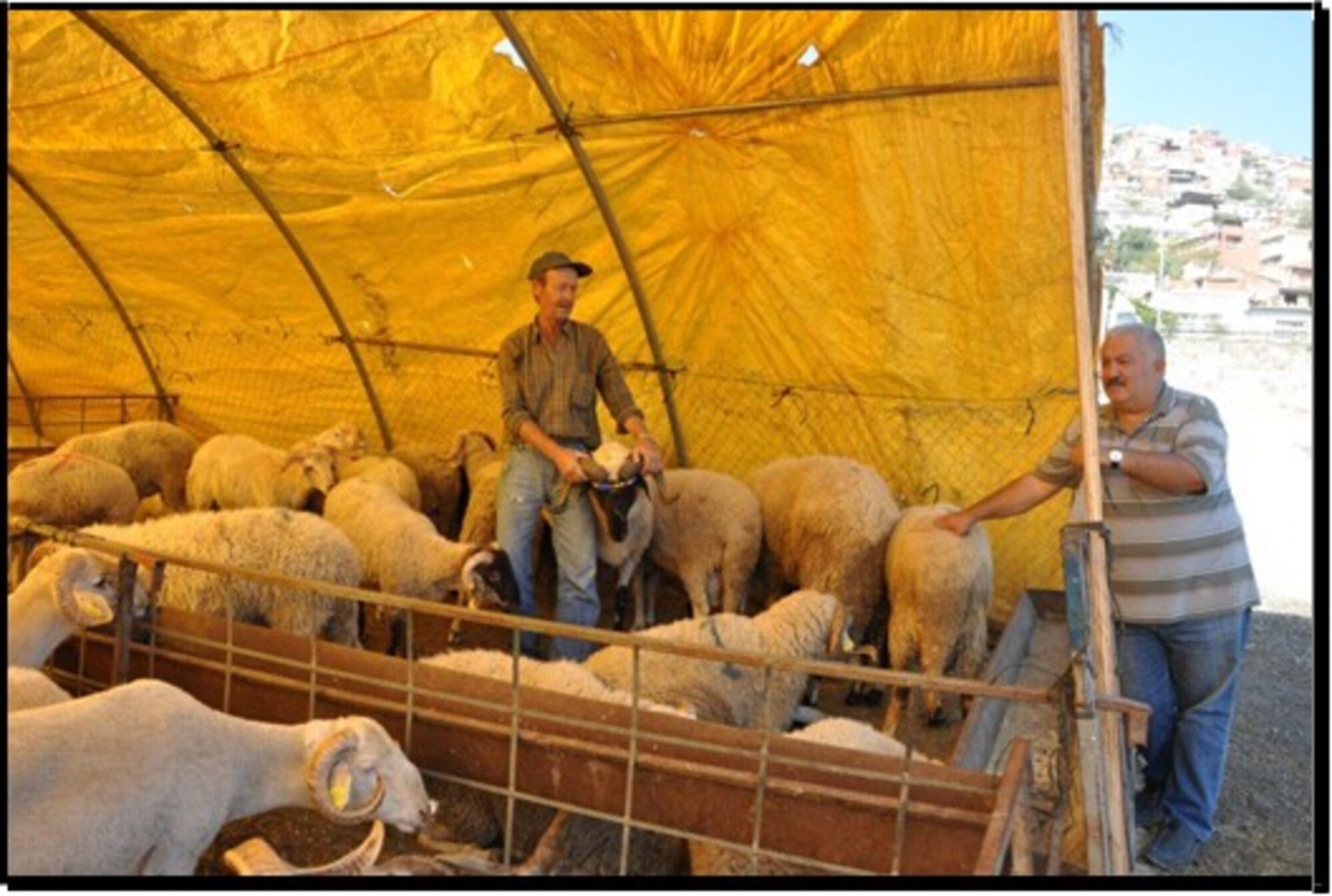 A local vendor shows sheep that are for the Sacrifice Holiday which is observed throughout the country from Aug. 11 through Aug. 14 this year.