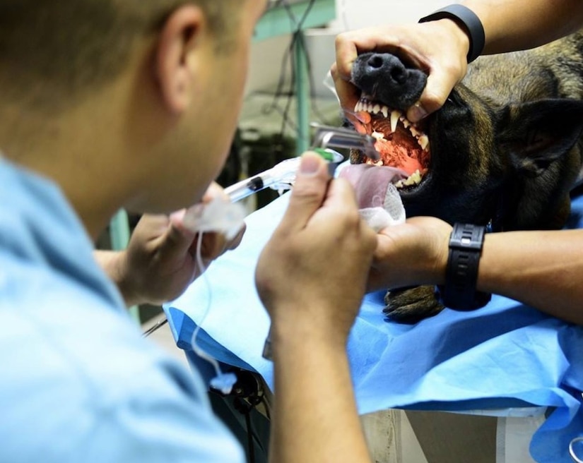 U.S. Army Specialist Nathan Creel, an animal care specialist assigned to the Charleston Veterinary Treatment Facility, Joint Base Charleston, S.C., treats a military working dog at Ali al Salem, Kuwait, July, 2015.