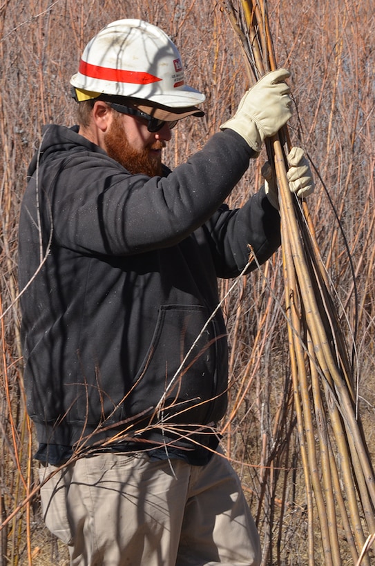 COCHITI LAKE, N.M. - A workshop participant gathers freshly-cut willow poles for transport and replanting during the hands-on riparian construction workshop held February 26-27. The poles were transported to preselected locations, with no vegetation, within the Cochiti Lake area for replanting.