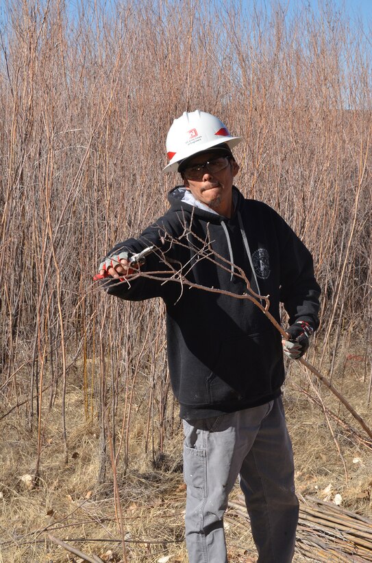 COCHITI LAKE, N.M. - A workshop participant cuts the leaves and branches off of a willow pole during the hands-on riparian construction workshop held February 26-27. The poles were transported to preselected locations, with no vegetation, within the Cochiti Lake area for replanting.