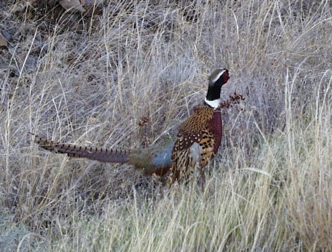 Lower Monumental Pool - pheasant